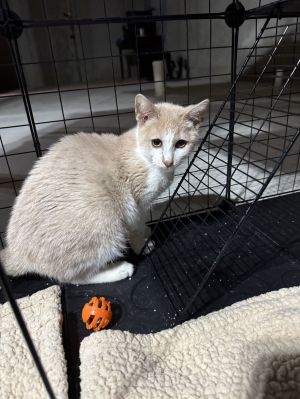 Giblet, Young Male Domestic Short Hair