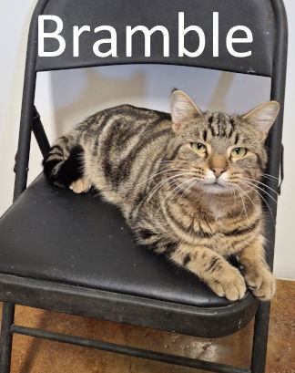 Bramble, an adoptable Tabby, Domestic Medium Hair in Mountain View, AR, 72560 | Photo Image 1