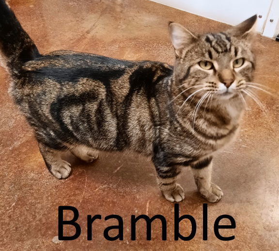 Bramble, an adoptable Tabby, Domestic Medium Hair in Mountain View, AR, 72560 | Photo Image 2