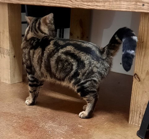 Bramble, an adoptable Tabby, Domestic Medium Hair in Mountain View, AR, 72560 | Photo Image 3