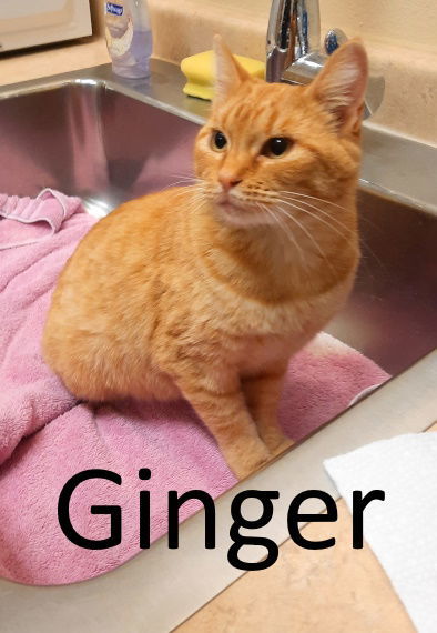 Ginger, an adoptable Tabby, Domestic Short Hair in Mountain View, AR, 72560 | Photo Image 1
