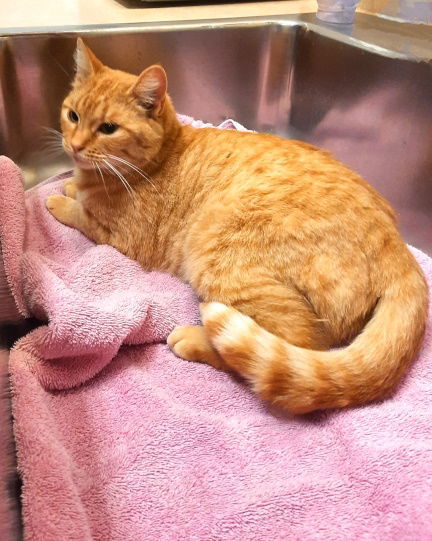Ginger, an adoptable Tabby, Domestic Short Hair in Mountain View, AR, 72560 | Photo Image 2