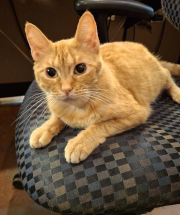 Ginger, an adoptable Tabby, Domestic Short Hair in Mountain View, AR, 72560 | Photo Image 2