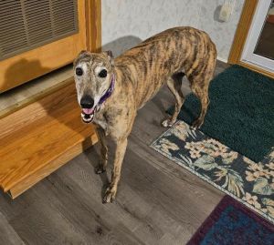 Emma, Young Female Greyhound