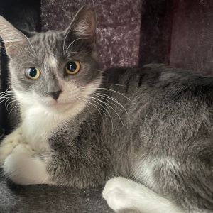 Meet Rena - A Gentle Soul Ready to Bloom Rena is a beautiful gray and white cat 