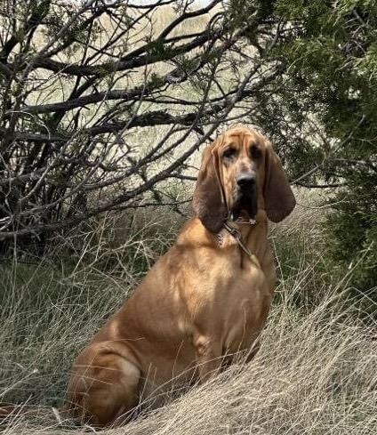 Chief, an adoptable Bloodhound in Grand Junction, CO, 81503 | Photo Image 1