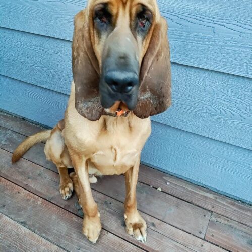 Chief, an adoptable Bloodhound in Grand Junction, CO, 81503 | Photo Image 3