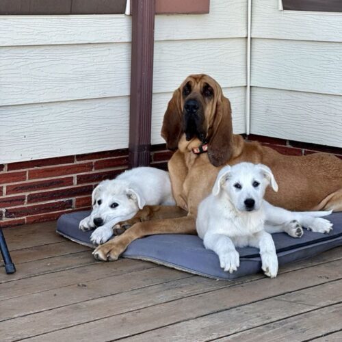 Chief, an adoptable Bloodhound in Grand Junction, CO, 81503 | Photo Image 4