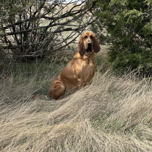 Chief, an adoptable Bloodhound in Grand Junction, CO, 81503 | Photo Image 5