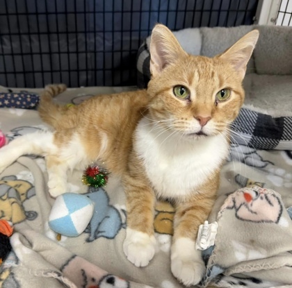 Maisy, an adoptable Domestic Short Hair in Neenah, WI, 54956 | Photo Image 1