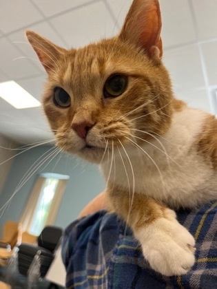 Maisy, an adoptable Domestic Short Hair in Neenah, WI, 54956 | Photo Image 1