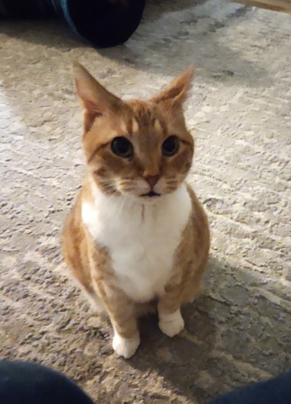 Maisy, an adoptable Domestic Short Hair in Neenah, WI, 54956 | Photo Image 1