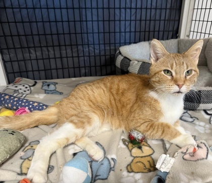 Maisy, an adoptable Domestic Short Hair in Neenah, WI, 54956 | Photo Image 2