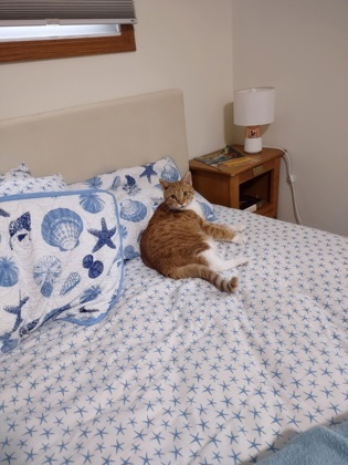 Maisy, an adoptable Domestic Short Hair in Neenah, WI, 54956 | Photo Image 2