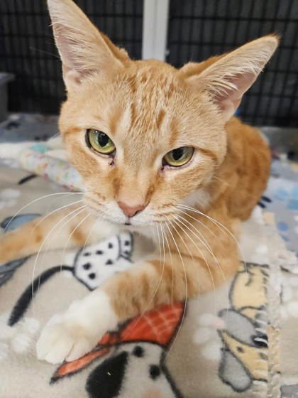 Maisy, an adoptable Domestic Short Hair in Neenah, WI, 54956 | Photo Image 3