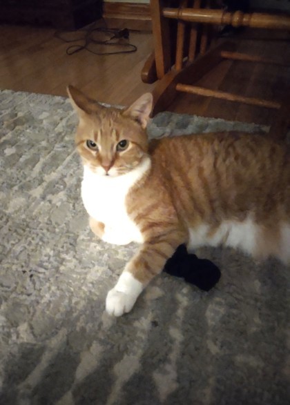 Maisy, an adoptable Domestic Short Hair in Neenah, WI, 54956 | Photo Image 3