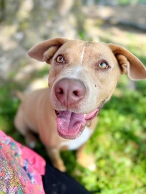 Helios, Adult Male Labrador Retriever