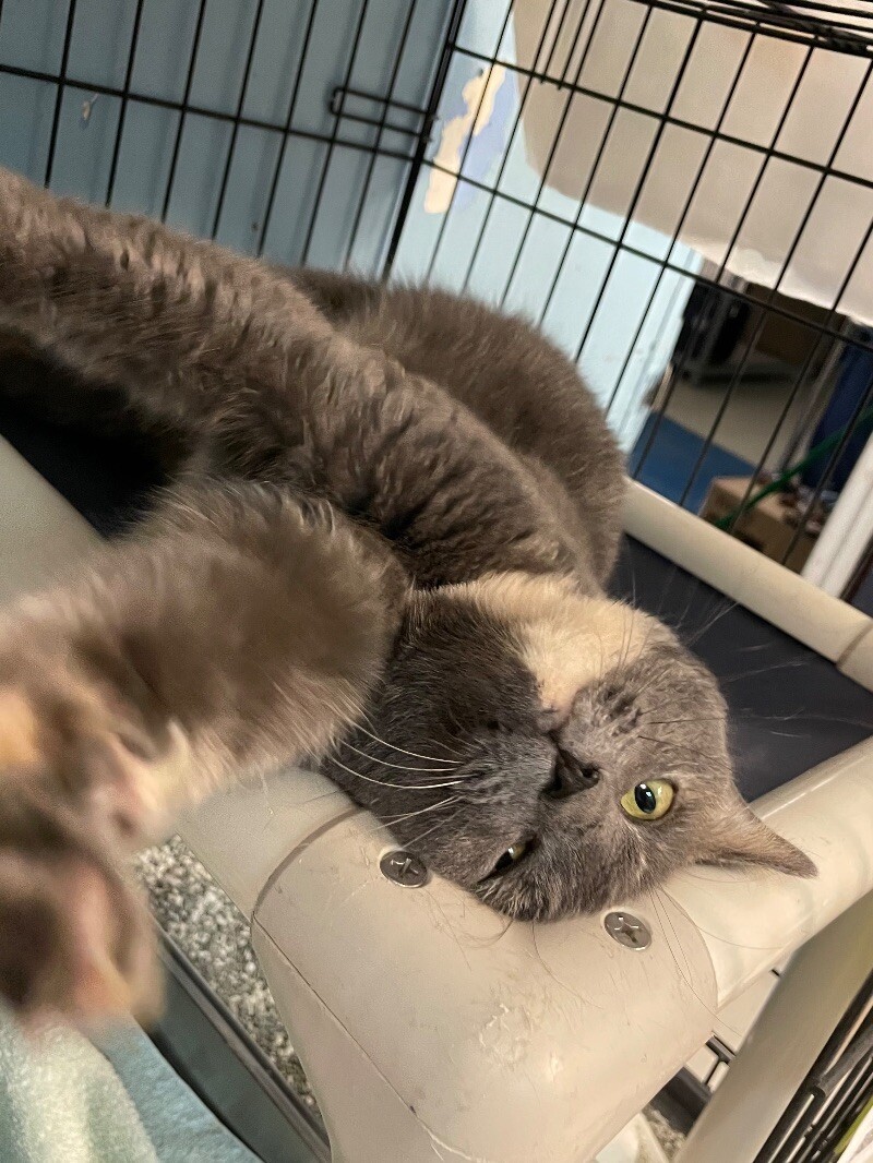 Zena