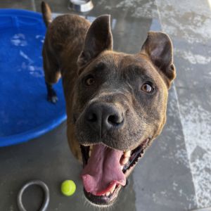 Dozer