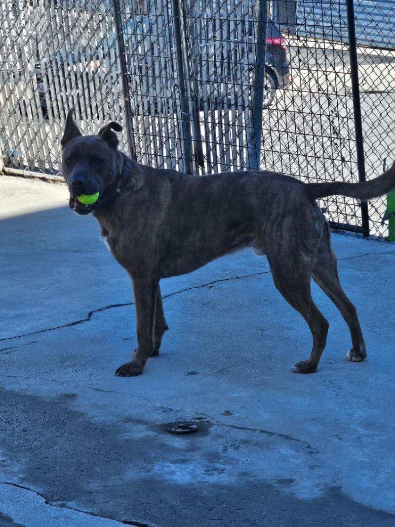 Dozer