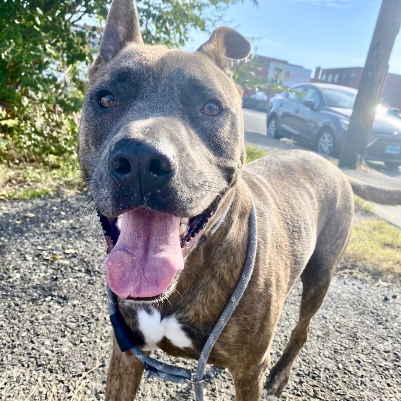 Dozer