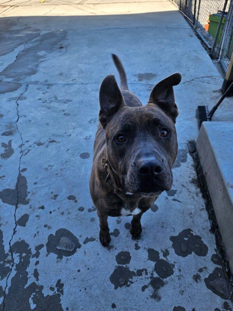 Dozer