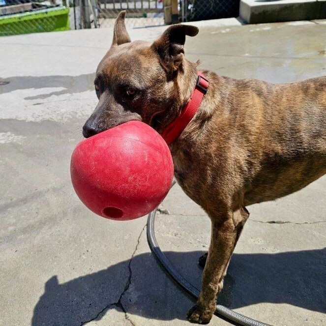 Dozer