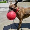 Dozer photo 3
