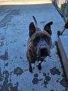 Dozer photo 4