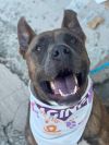 Dozer photo 6
