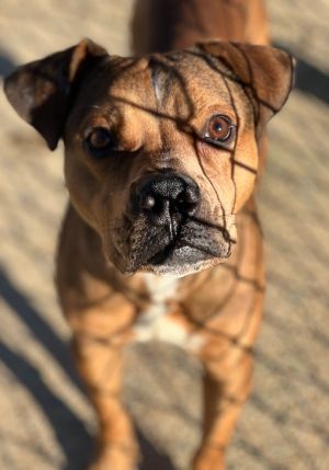 Brent 23D-0443, Adult Male Terrier