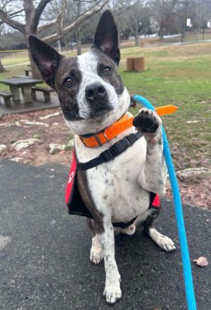 Derby is a two-year old male Cattle Dog and weighs 45 pounds More ears Hes got energy to burn an