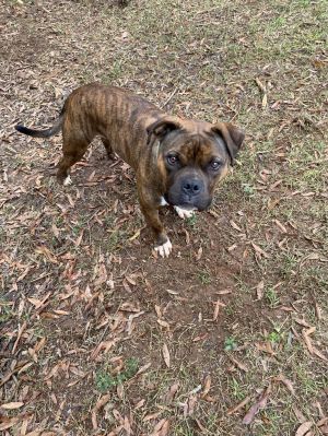 Valentino is a handsome 2-year-old 60-pound gentleman who may seem shy at first but once he warms 