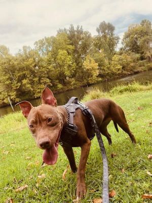 Hachi is a spirited and intelligent 15-year-old weighing in at 40 pounds This energetic pup is ea
