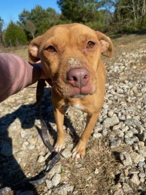 June is a sweet and gentle 4-year-old girl weighing in at a petite 35 pounds Shes looking for a l
