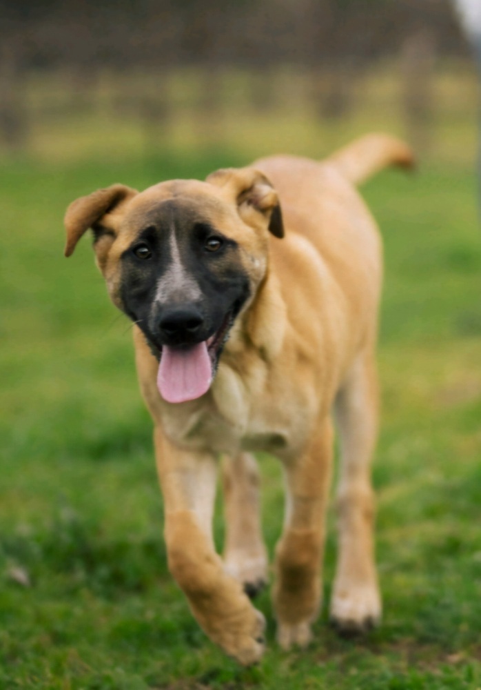Moka, an adoptable German Shepherd Dog, Australian Cattle Dog / Blue Heeler in Santa Rosa, CA, 95401 | Photo Image 1