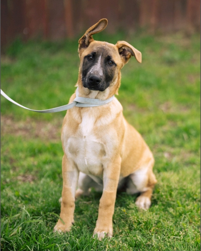 Moka, an adoptable German Shepherd Dog, Australian Cattle Dog / Blue Heeler in Santa Rosa, CA, 95401 | Photo Image 3