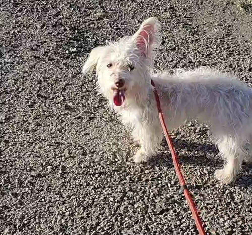 Belle, an adoptable Havanese in Herriman, UT, 84096 | Photo Image 1