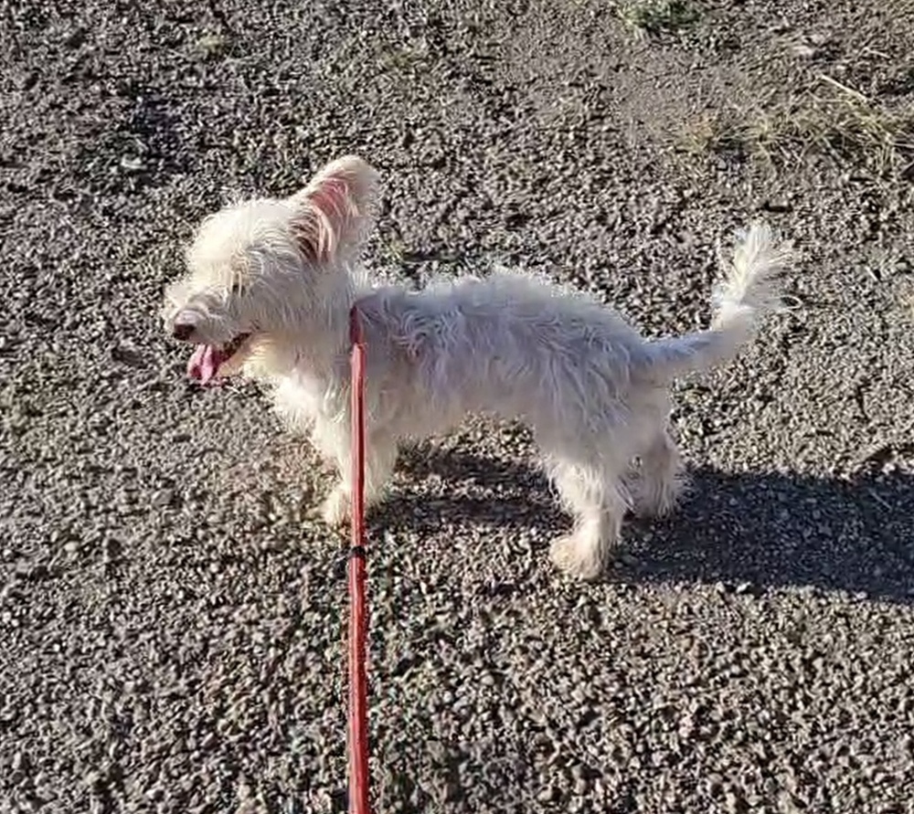 Belle, an adoptable Havanese in Herriman, UT, 84096 | Photo Image 2