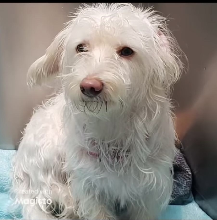 Belle, an adoptable Havanese in Herriman, UT, 84096 | Photo Image 3