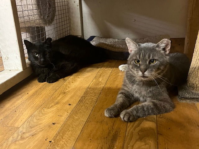 Elmer (FIV+)