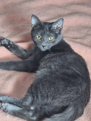 Celine, Adult Female Domestic Short Hair