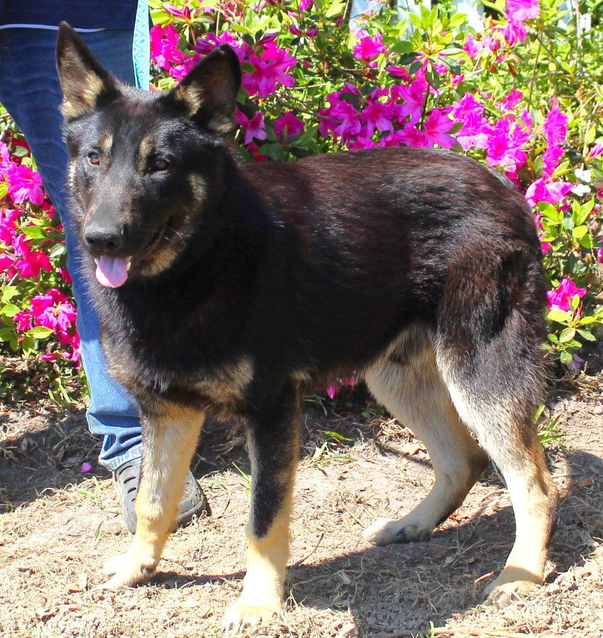 Ace of Hearts-Neutered, GREAT BOY!! 12 MONTHS $375