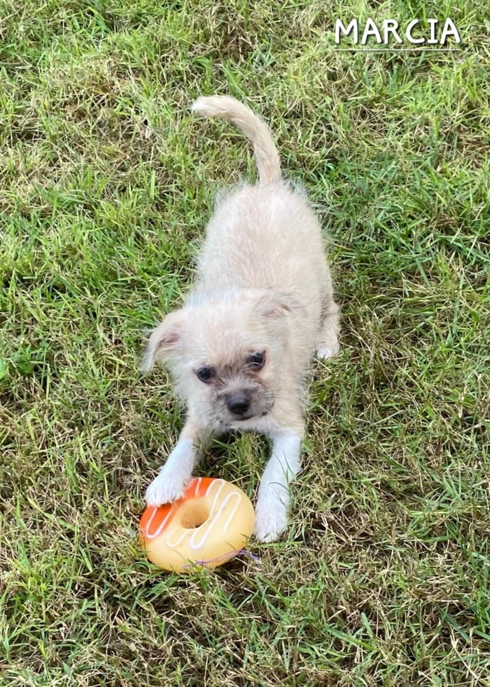 Marcia, an adoptable Havanese in New Bedford, MA, 02745 | Photo Image 1