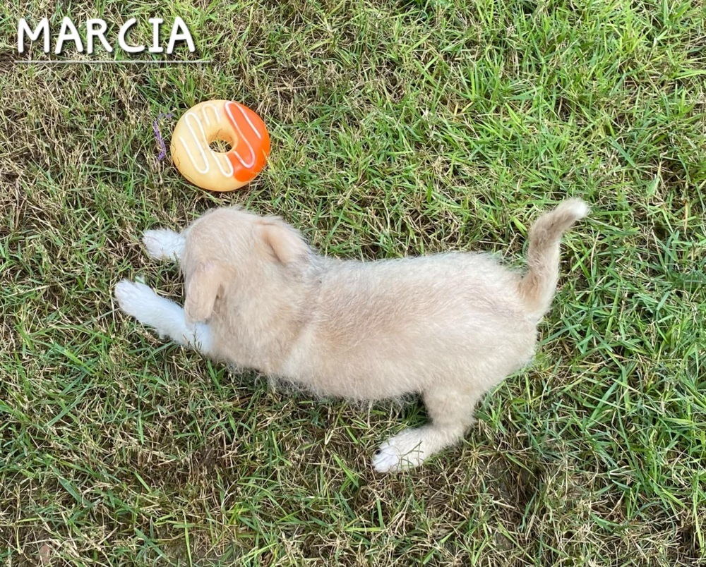 Marcia, an adoptable Havanese in New Bedford, MA, 02745 | Photo Image 2