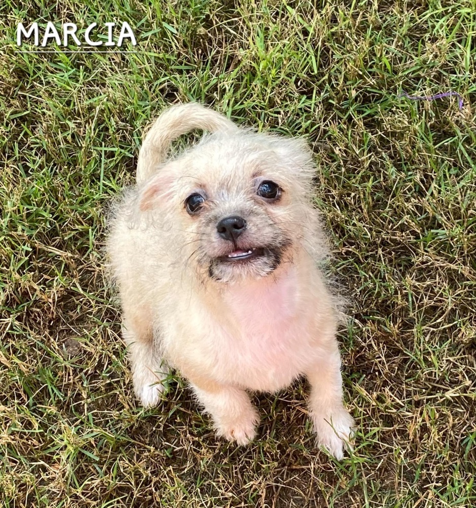 Marcia, an adoptable Havanese in New Bedford, MA, 02745 | Photo Image 3