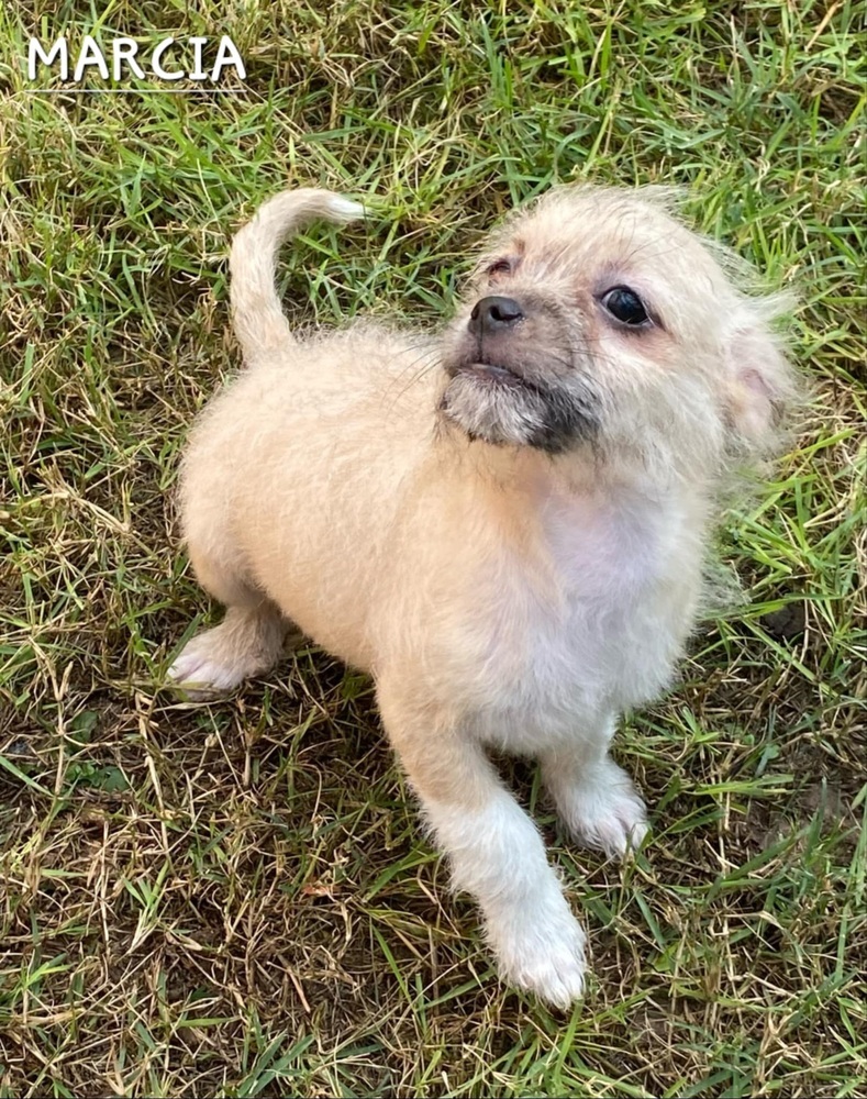 Marcia, an adoptable Havanese in New Bedford, MA, 02745 | Photo Image 4