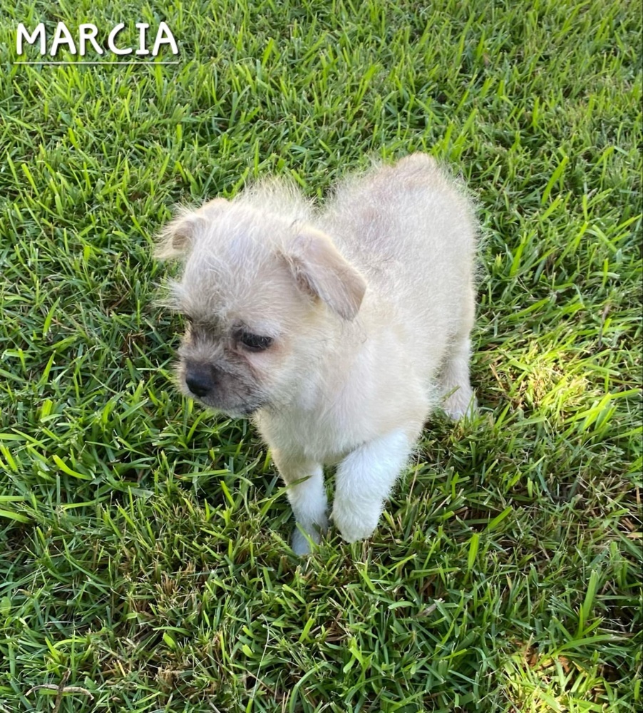 Marcia, an adoptable Havanese in New Bedford, MA, 02745 | Photo Image 6