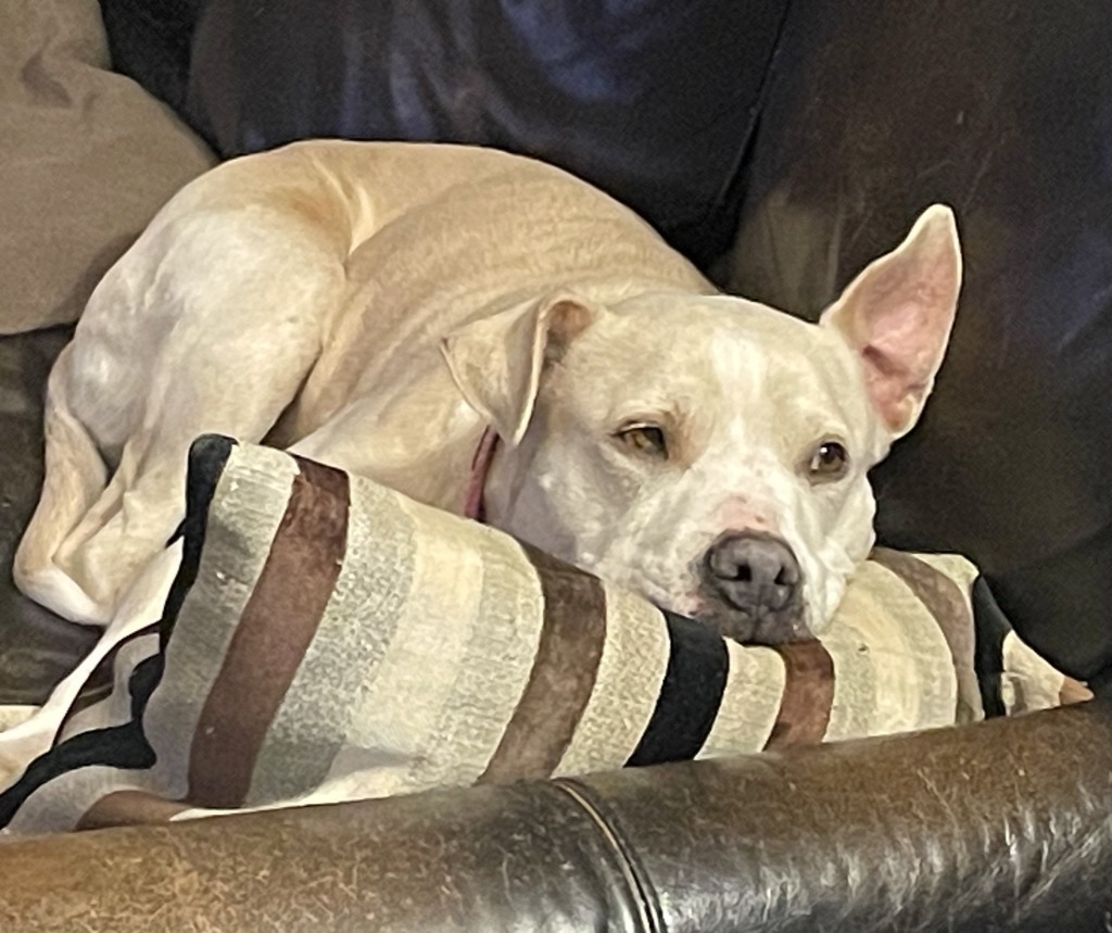 Bella