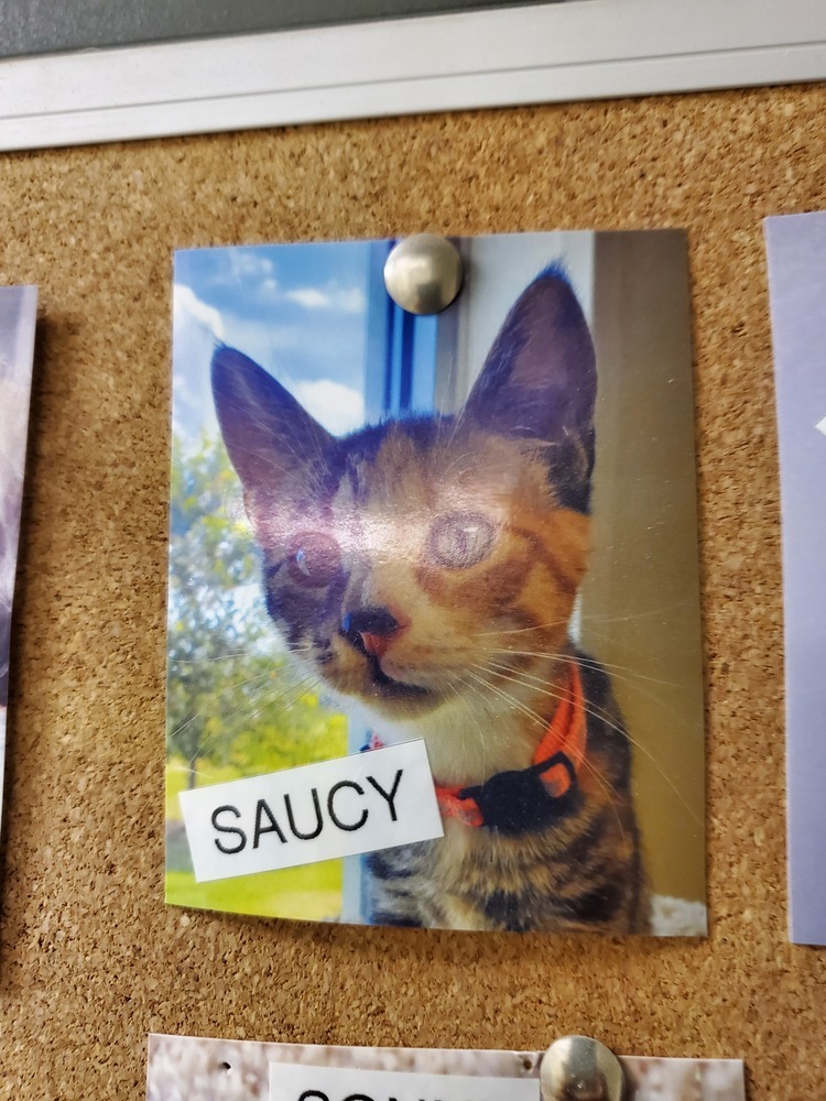 Saucy